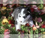 Small Photo #2 Siberian Husky Puppy For Sale in VANCOUVER, WA, USA