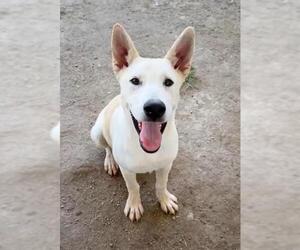 German Shepherd Dog-Unknown Mix Dogs for adoption in Riverside, CA, USA