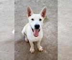 Small German Shepherd Dog Mix