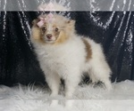 Small #5 Pomeranian