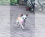 Small #4 Chihuahua