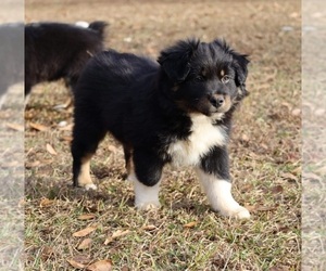 Australian Shepherd Puppy for sale in DAWSON, GA, USA