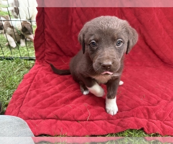 Medium Photo #9 Borador Puppy For Sale in MARION, VA, USA