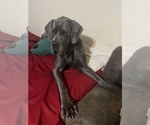Small Photo #41 Great Dane Puppy For Sale in SAND SPRINGS, OK, USA