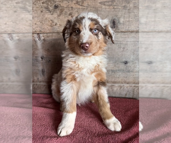 Medium Photo #12 Australian Shepherd Puppy For Sale in VERMONTVILLE, MI, USA