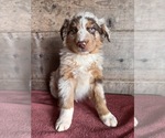 Small #11 Australian Shepherd