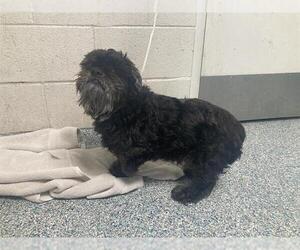 Shih Tzu Dogs for adoption in Long Beach, CA, USA