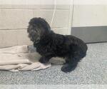 Small Shih Tzu
