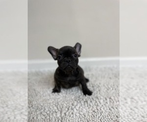 French Bulldog Puppy for sale in CHARLESTON, SC, USA