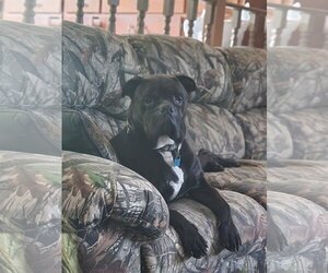 American Bulldog-Unknown Mix Dogs for adoption in Shreveport, LA, USA