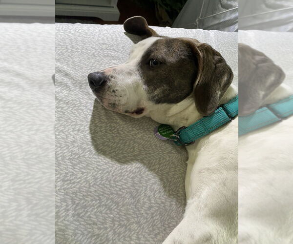 Medium Photo #4 Mutt Puppy For Sale in Greenbelt, MD, USA