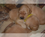 Small Photo #7 Golden Retriever Puppy For Sale in POULSBO, WA, USA