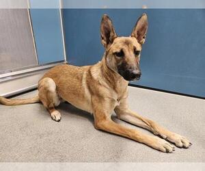 Mutt Dogs for adoption in San Clemente, CA, USA
