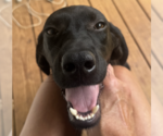 Stryker - Male Coonhound-Unknown Mix Dog for Adoption - Small photo