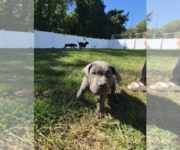 Medium Photo #6 Cane Corso Puppy For Sale in EGG HARBOR TOWNSHIP, NJ, USA