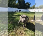 Puppy chilindrina Cane Corso