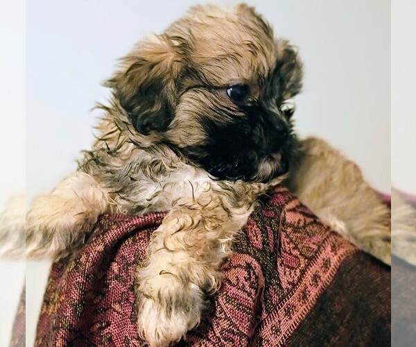 Medium Photo #1 Shorkie Tzu Puppy For Sale in LILBURN, GA, USA
