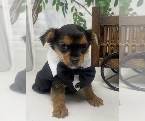 Medium Photo #11 Shorkie Tzu Puppy For Sale in SELLERSBURG, IN, USA