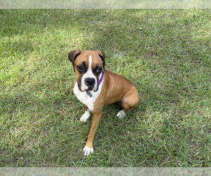 URSULA - Female Boxer Dog for Adoption - Photo #7