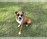 Small Photo #7 Boxer Puppy For Sale in  Katy, TX, USA