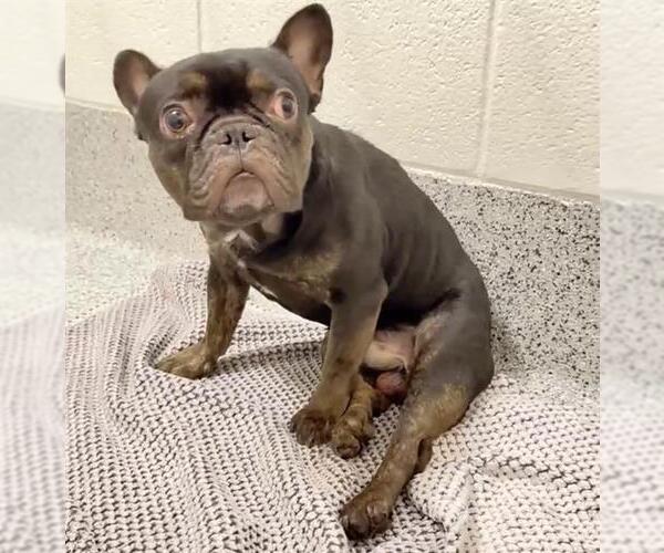 Medium Photo #1 French Bulldog Puppy For Sale in Houston, TX, USA