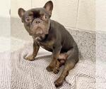 BATMAN - Male French Bulldog Dog for Adoption - Small photo