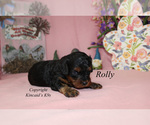 Small Photo #4 Cavapoo Puppy For Sale in CHANUTE, KS, USA
