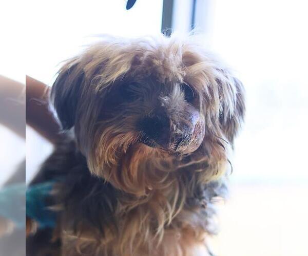 Medium Photo #1 Mutt Puppy For Sale in San Antonio, TX, USA