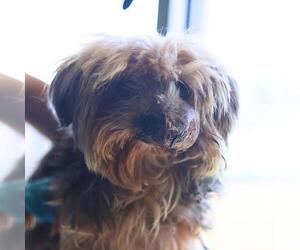 Mutt Dogs for adoption in San Antonio, TX, USA