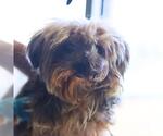 Small Mutt