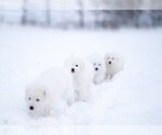 Small #10 Maremma Sheepdog