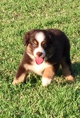 Miniature Australian Shepherd Puppy for sale in COMANCHE, TX, USA