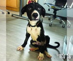 Small #7 Labrador Retriever Mix