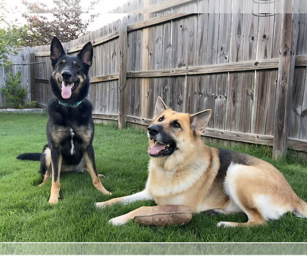 Medium Photo #4 German Shepherd Dog Puppy For Sale in La Grange , NC, USA