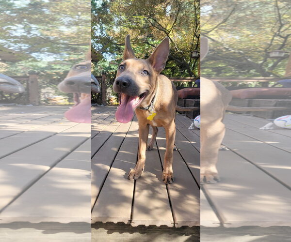 Medium Photo #2 Mutt Puppy For Sale in Sandy, UT, USA