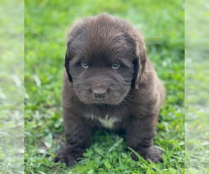 Newfoundland Puppy for sale in INDIAN SPGS, OH, USA