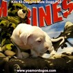 Small Photo #235 Dogo Argentino Puppy For Sale in JANE, MO, USA