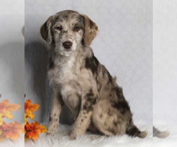 Medium Photo #1 Labradoodle Puppy For Sale in FREDERICKSBURG, OH, USA