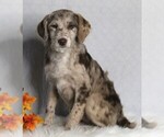 Small Photo #1 Labradoodle Puppy For Sale in FREDERICKSBURG, OH, USA