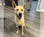 Small #2 Mutt