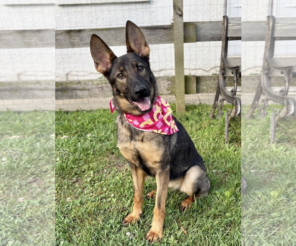 Medium Photo #1 German Shepherd Dog-Unknown Mix Puppy For Sale in Spring Lake, NJ, USA
