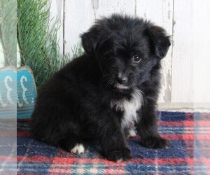 Pom-A-Poo Puppy for sale in FREDERICKSBURG, OH, USA
