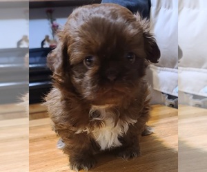 Shih Tzu Puppy for sale in BELLEVILLE, MI, USA