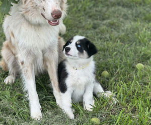 Australian Shepherd-Siberian Husky Mix Litter for sale in KNOB NOSTER, MO, USA