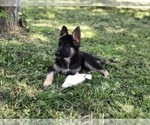 Small Photo #3 German Shepherd Dog Puppy For Sale in HOUSTON, TX, USA
