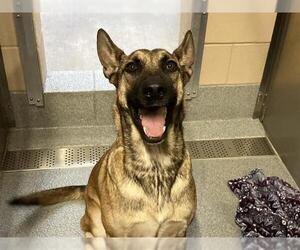 Mutt Dogs for adoption in Orange, CA, USA