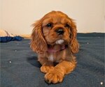 Puppy Wilma Cavalier King Charles Spaniel