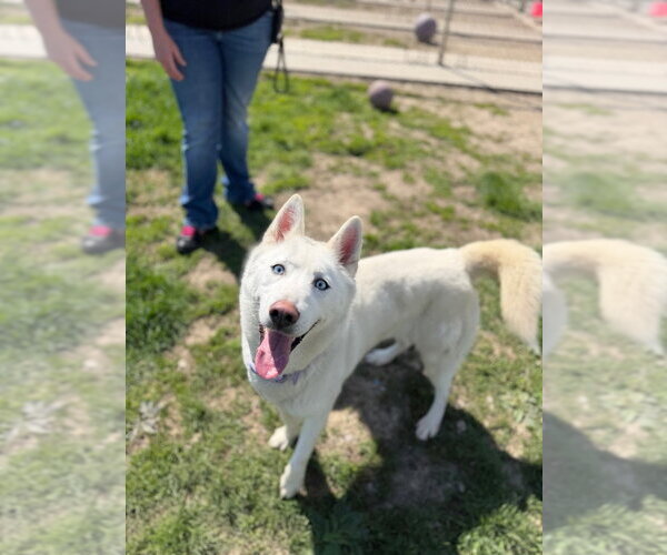 Medium Photo #3 Siberian Husky Puppy For Sale in Pierceton , IN, USA
