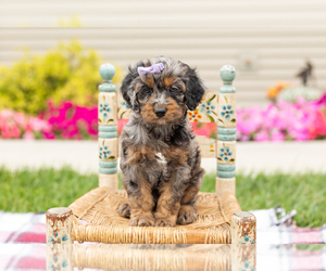 Cock-A-Poo Puppy for sale in MILLERSBURG, IN, USA