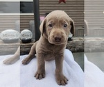 Puppy Miss Orange Labrador Retriever